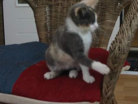 Huskat Mini billede 3