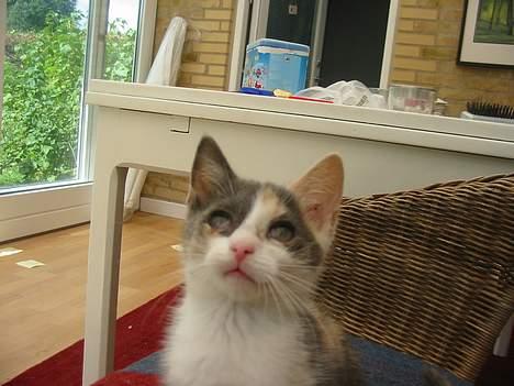 Huskat Mini billede 4