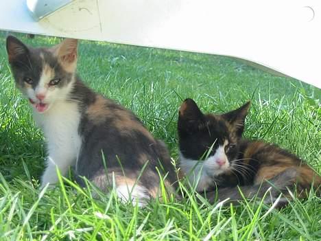 Huskat Mini billede 5