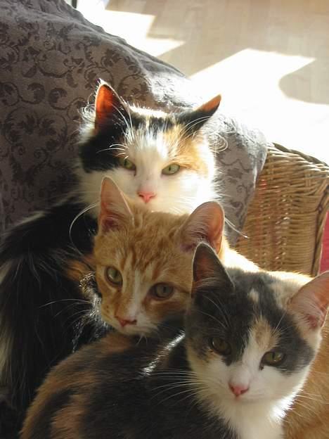 Huskat Mini billede 6