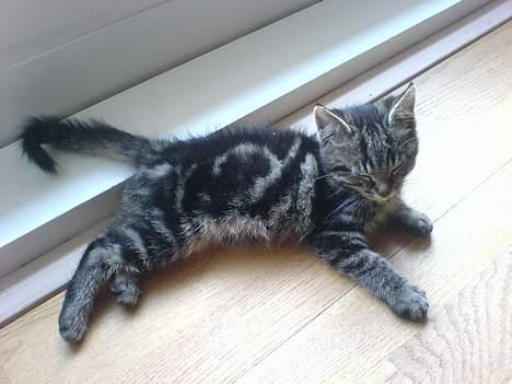 Huskat sortemis - se mig. har været hjemme 15 min billede 1