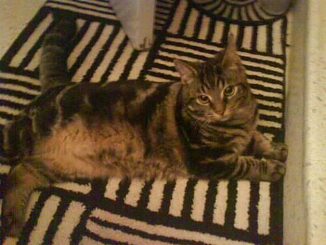 Huskat sortemis - jeg kan næsten gæmme mig, hi hi hvis det ikke var for maven billede 2