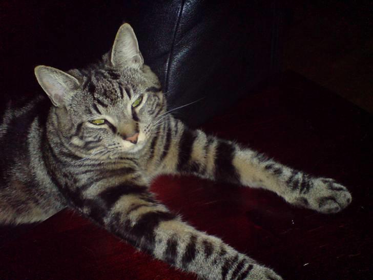 Huskat sortemis - lad mig nu sove i fred ingen billeder mere billede 4