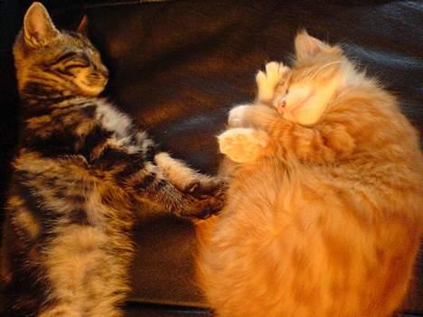 Huskat sortemis - du skal ikke for tæt på, jeg var her endag før dig SS billede 5