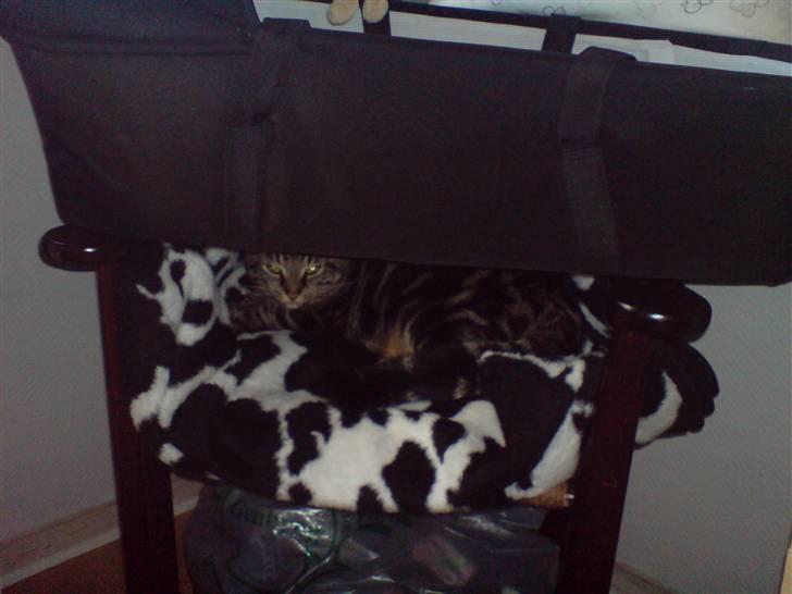 Huskat sortemis - mit nyt gemme sted. godt jeg fik en ny ejer til billede 6