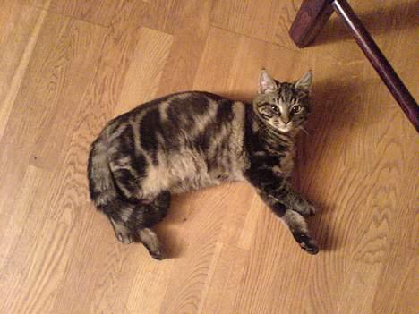 Huskat sortemis - hej det er bare mig. billede 7