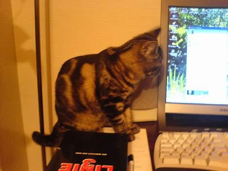 Huskat sortemis - nær synet???           måske billede 8