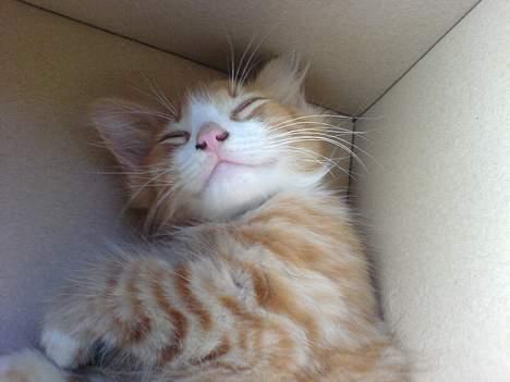 Blanding af racer simba - på vej hjem fra gården til mor og far billede 1