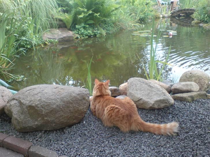 Blanding af racer simba billede 2