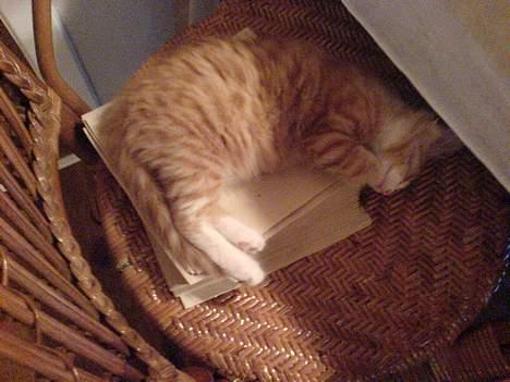 Blanding af racer simba - ahh sover godt med hovedet nedad billede 3