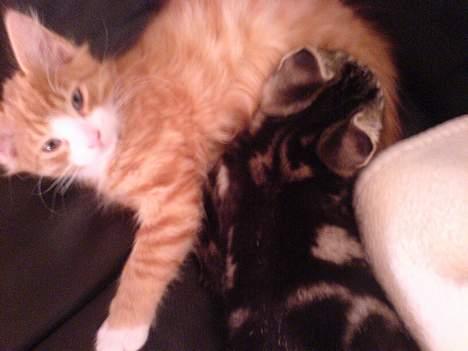 Blanding af racer simba billede 4