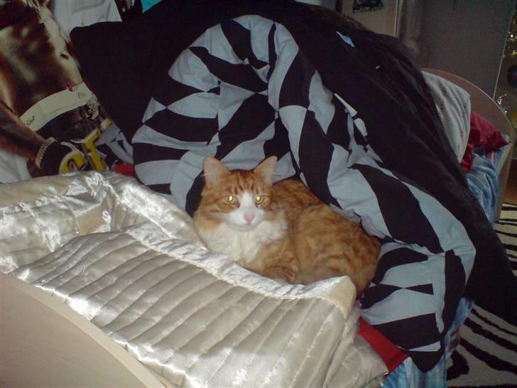 Blanding af racer simba billede 5