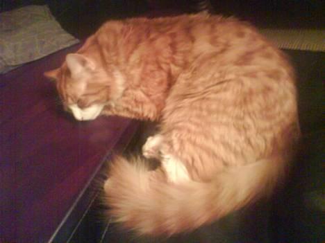 Blanding af racer simba billede 7