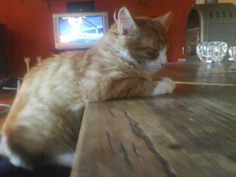 Blanding af racer simba - jubii jeg fik lov billede 8