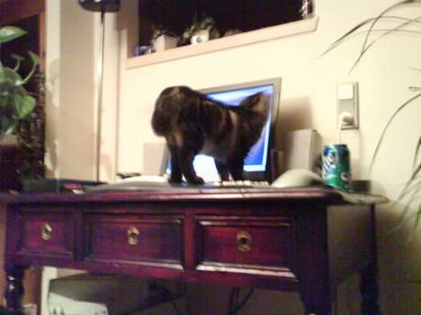 Huskat sortemis - ell så må jeg heller gå tættere på billede 9