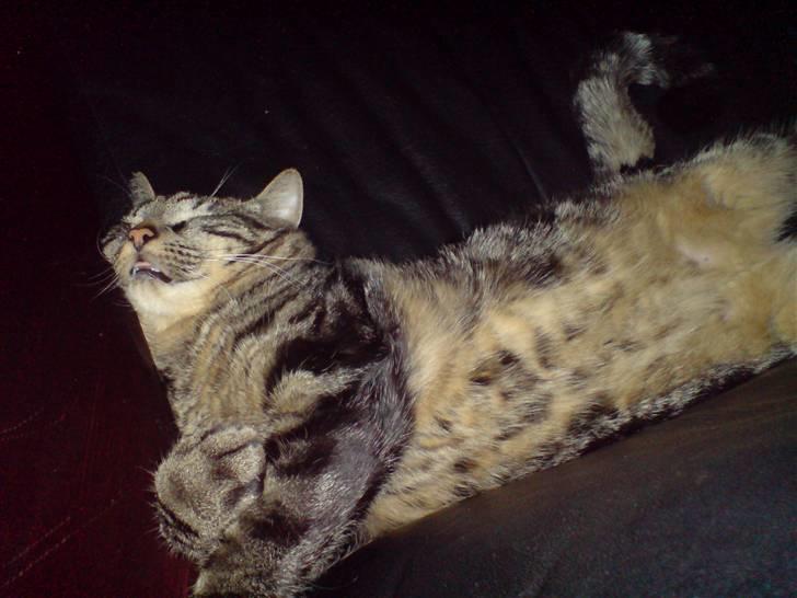 Huskat sortemis - nu sover jeg igen. ss men jeg kan stadig række tunge billede 10