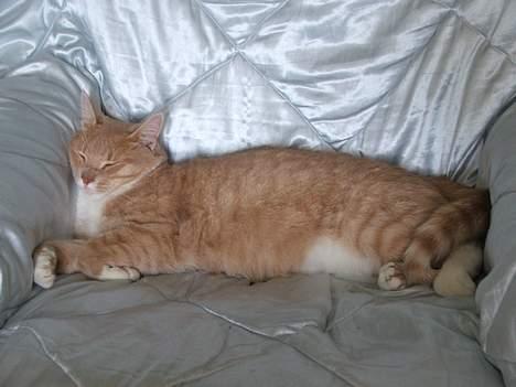 Huskat Arnold - Kong Arnold i sin stol. billede 7