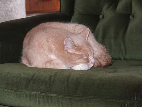 Huskat Arnold - Puha mor, jeg er træt, det er hårdt at være lækker. billede 8