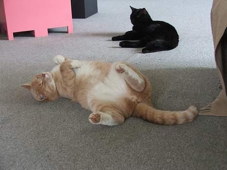 Huskat Arnold - Skal vi lege lidt Sylvester? billede 9