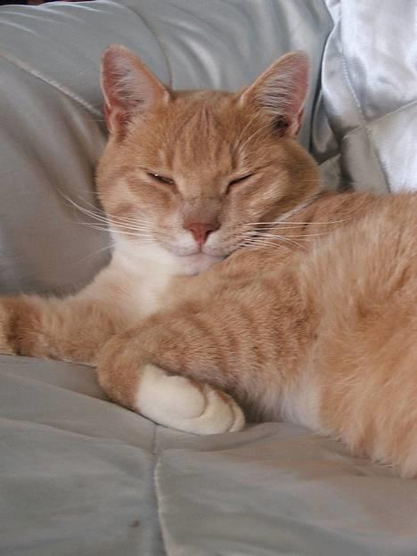 Huskat Arnold - Min stol, ikke din. billede 10