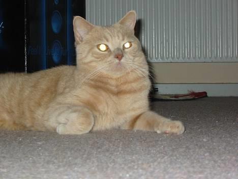 British Shorthair jazzie R.I.P 2009 - jazzie gør sig lækker billede 2