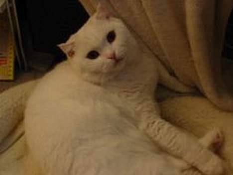 Scottish Fold hector - hector ligger i sin seng billede 3