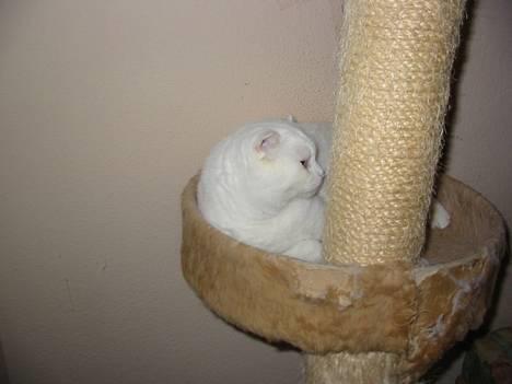 Scottish Fold hector - hector i den runde billede 5
