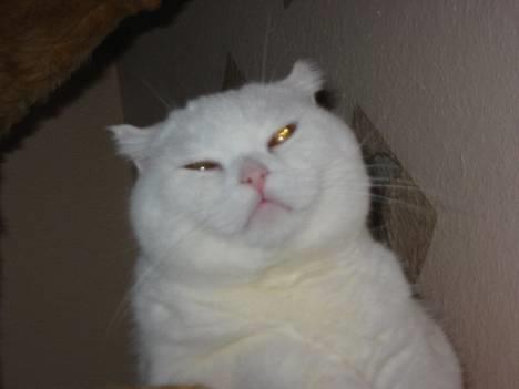 Scottish Fold hector - hector  ligger i den runde i træet billede 8