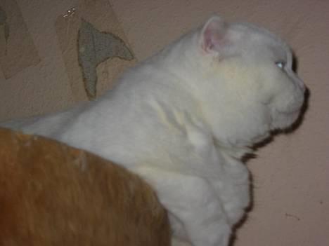 Scottish Fold hector - hector med potterne ud over den runde billede 9