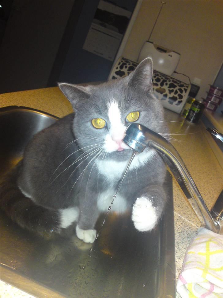 Blanding af racer Mulle RIP 31 Okt billede 1