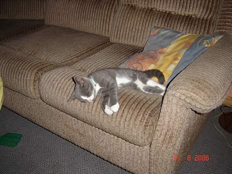 Blanding af racer Mulle RIP 31 Okt billede 2