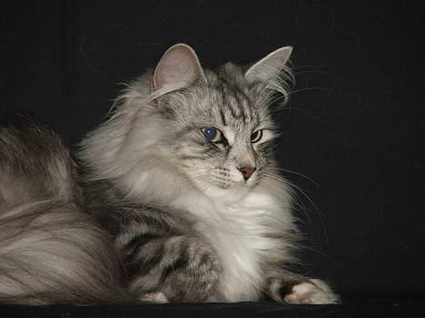 Norsk Skovkat DK Silver Heart's Chaia - Et lille close-up billede af Chaia billede 19