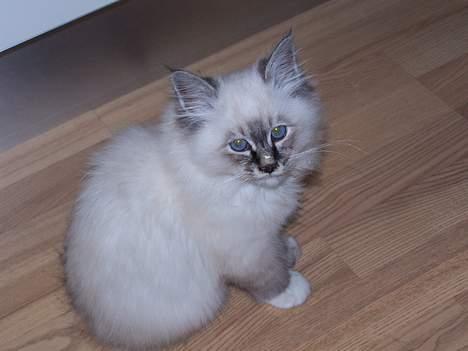 Hellig Birma Bastian billede 9