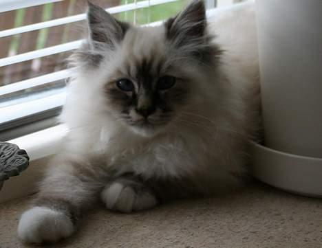 Hellig Birma Bastian billede 10