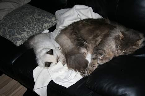 Hellig Birma Bastian - Bastian og sin storebror Herkules :D billede 11