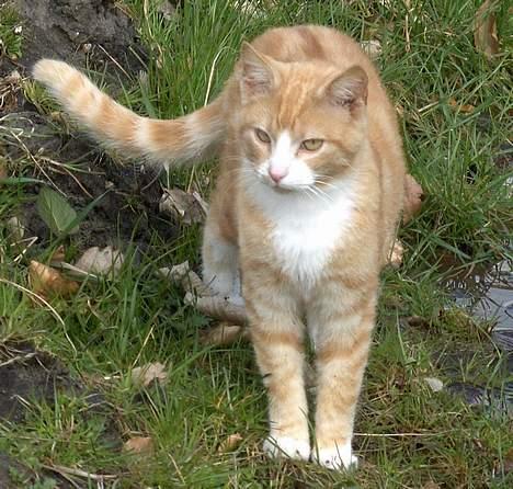 Blanding af racer Futte - Velkommen til Futte´s profil :) billede 1