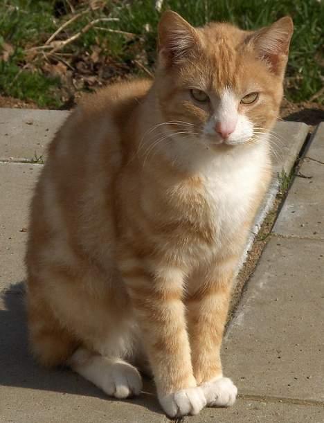 Blanding af racer Futte - Futte billede 2