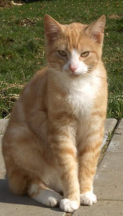 Blanding af racer Futte - Futte billede 3