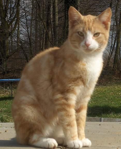 Blanding af racer Futte - Futte billede 4