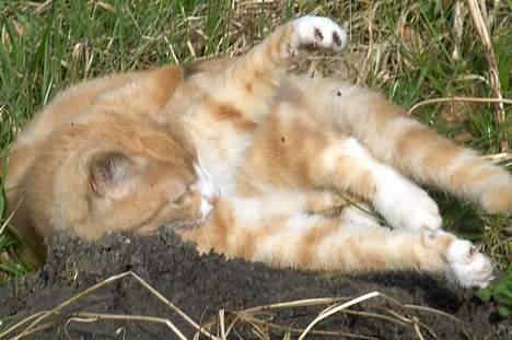 Blanding af racer Futte - Futte billede 5