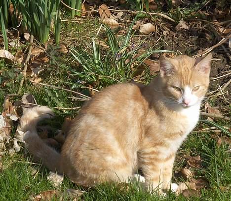 Blanding af racer Futte - Futte billede 6