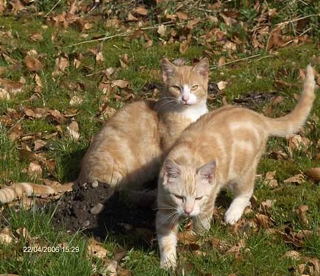 Blanding af racer Futte - Futte & hans bror Halte, << som desværre er død! :´( billede 7