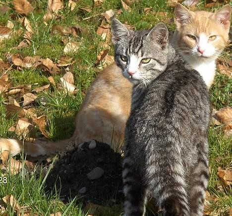 Blanding af racer Futte - Futte & hans bror Mango billede 8