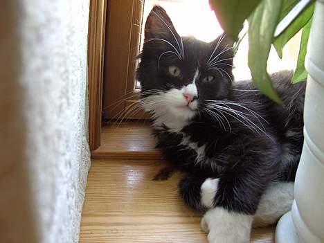 Blanding af racer Clare - Lille clare ligger i vindues karmen.. :) billede 1