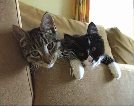 Blanding af racer Clare - Clare og hendes søs.. :P billede 3