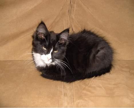 Blanding af racer Clare - Hygge..  billede 4