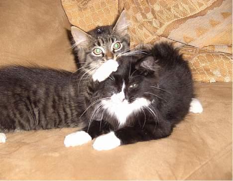 Blanding af racer Clare - Clare og hendes anden søster.. billede 5