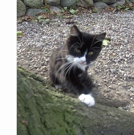 Blanding af racer Clare - Clare leger i gården.. :) billede 6