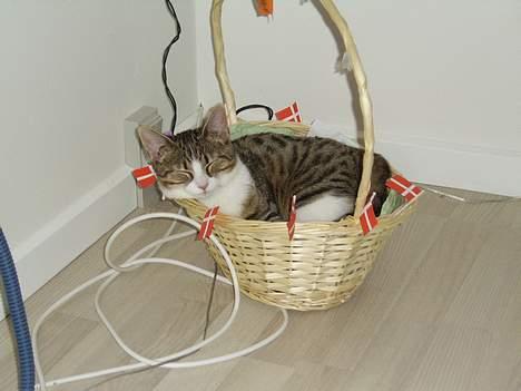 Huskat Pjevs billede 1