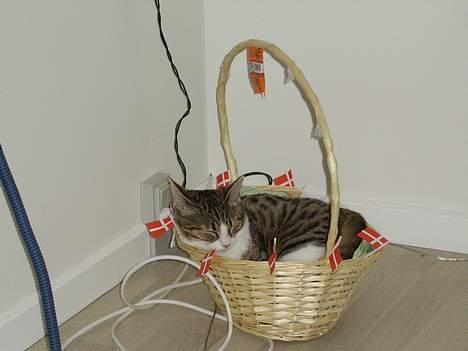 Huskat Pjevs billede 2